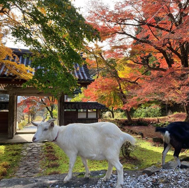 滋賀県　ヤギのいるお寺で紅葉狩り