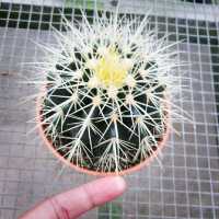 Cactus 🌵 Lover loved this! 😍
