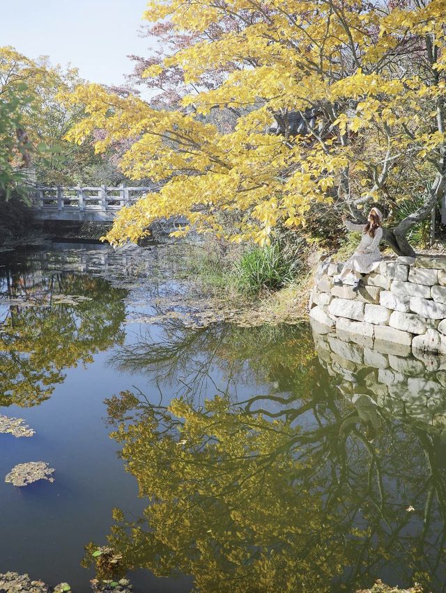 반영이 너무 예쁜 산책하기 좋은 밀양 위양지 🧡 가을버전
