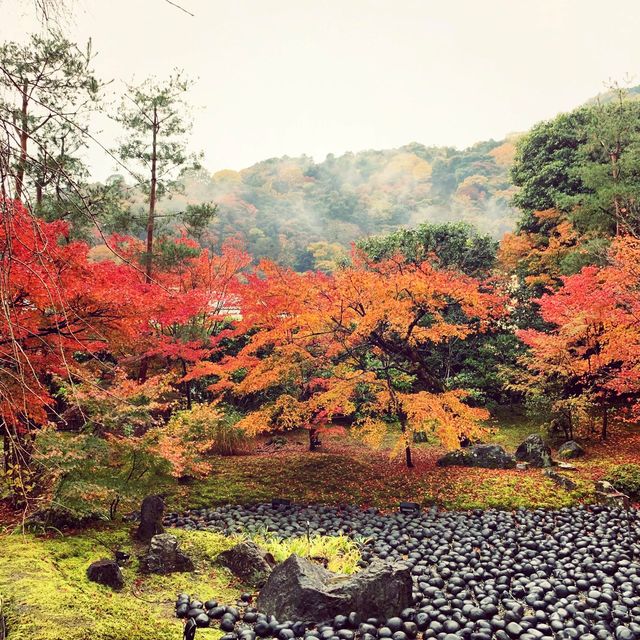 京都紅葉2022  宝厳院の素晴らしい紅葉