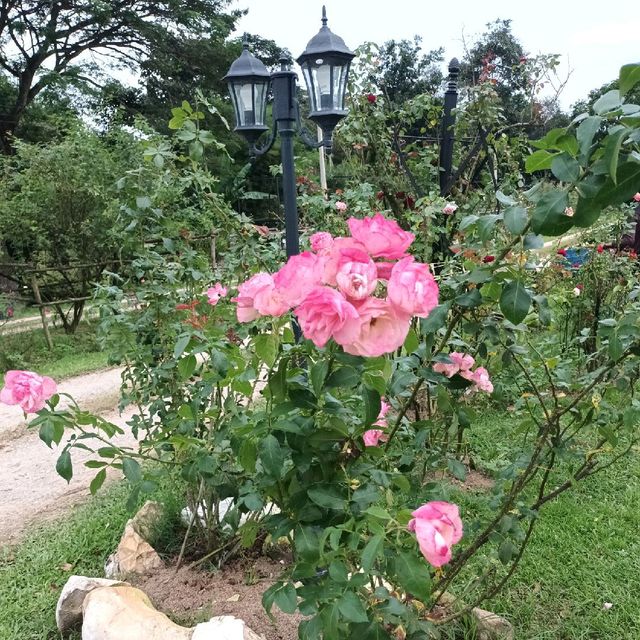 กลางพนา สวนกุหลาบสุดน่ารัก ที่เขาใหญ่ 🌹