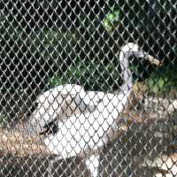 香港動植物公園150週年紀念