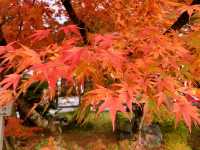 京都[紅葉めぐり]  永観堂(禅林寺)  圧巻の堂内編
