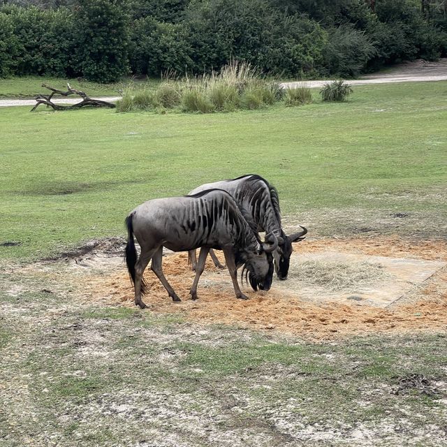 奧蘭多迪士尼：動物王國