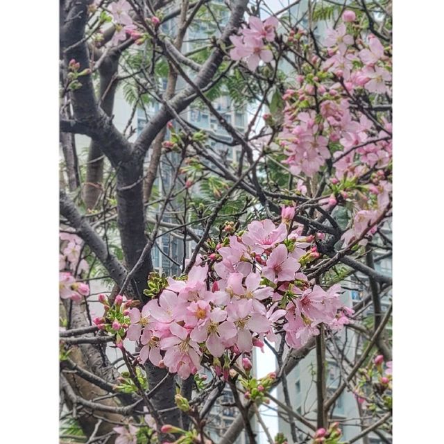 香港賞櫻。單車公園