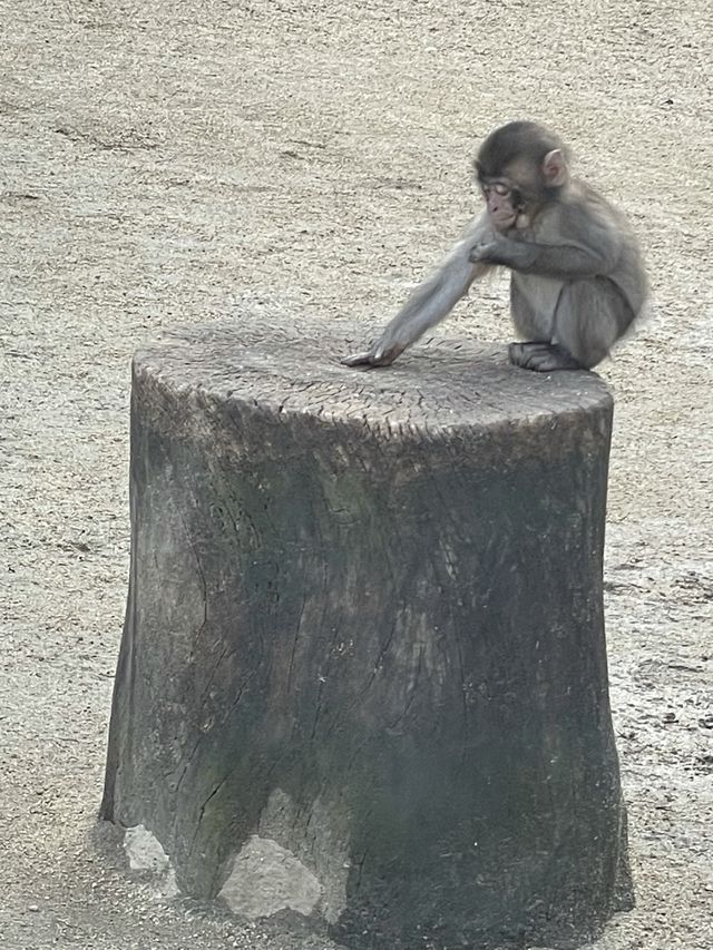 高崎山自然動物園🐒⛰