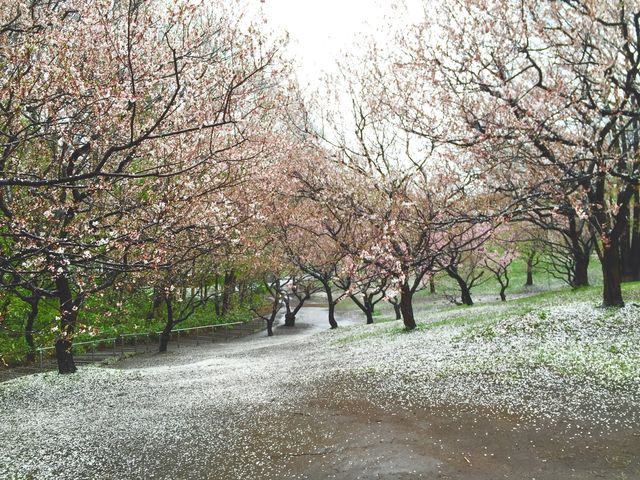 Plum blossoms in Japan 🌸