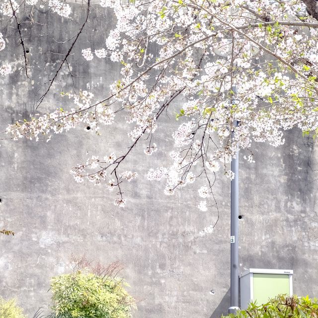 五反田公園の桜坂を歩く