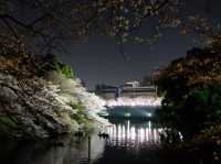 夜櫻絕景🌸🌸🤩🤩｜東京