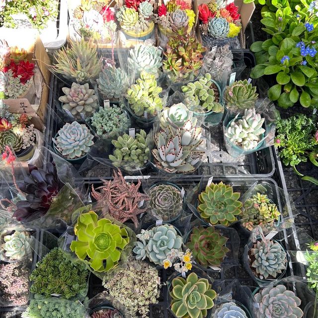 高知縣必去著名景點｜牧野植物園😎😎
