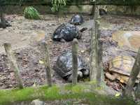 Tortoise Shelter