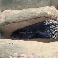 Jong Crocodile Farm - Serian