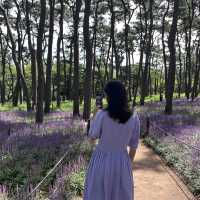 👀 지금 대왕암공원에 가야하는 이유 🌳 보라색 꽃밭 💜 맥문동