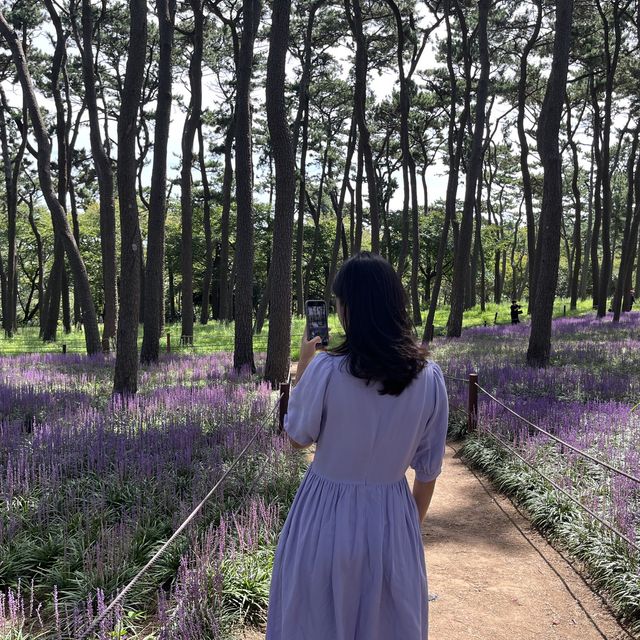 👀 지금 대왕암공원에 가야하는 이유 🌳 보라색 꽃밭 💜 맥문동