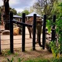 The Melbourne Zoo Located Near The City