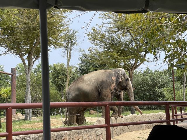 Vinpearl River Safari @ VinWonders Nam Hoi An 🇻🇳