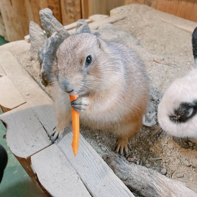 長崎旅行ならバイオパークでふれあい体験