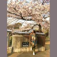 最浪漫既雨～山崎川四季の道櫻花雨