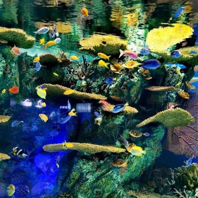 Shanghai Ocean Aquarium