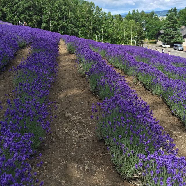 北海道富田農場