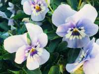 🌺🌸🌼FLOWERS ON THE HIGHEST PEAK🌼🌸🌺