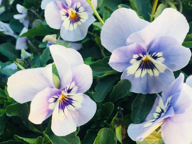 🌺🌸🌼FLOWERS ON THE HIGHEST PEAK🌼🌸🌺