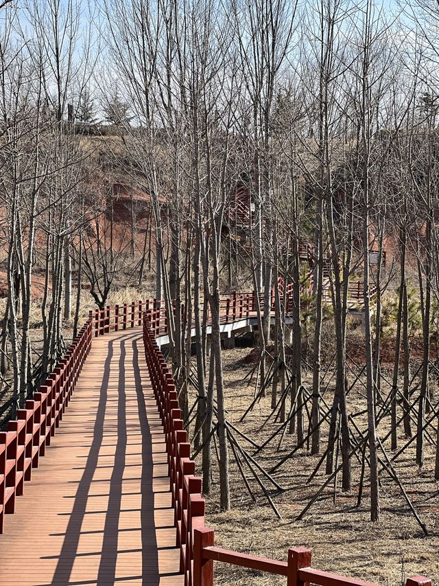 국가별 나무화석들로 꾸며진 공원, 장하 국제 수목 화석림.
