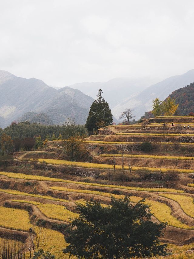 Epic Paddy Field Views in Fall 🌾💛