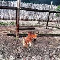 Didn't expect Portugal to have such a great zoo experience.