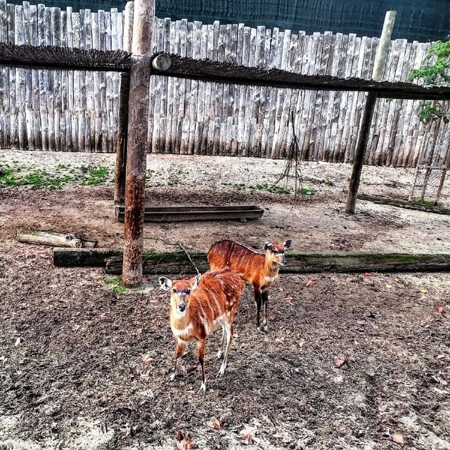 Didn't expect Portugal to have such a great zoo experience.