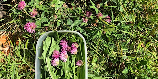 Healing Weeds : Foraging Walk at Purdown Open Space ✦ Bristol | Purdown Open Space