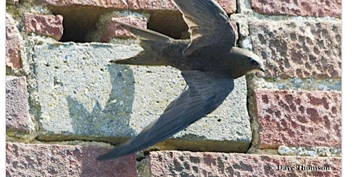 Swifts Talk by Edward Mayer (swift-conservation.org) | Ware Priory