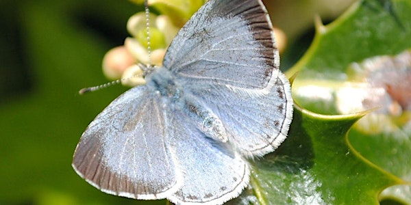 Butterflies of Kent | Tyland Barn