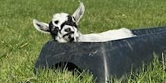 Rowborough Goat Yoga | Rowborough Farm