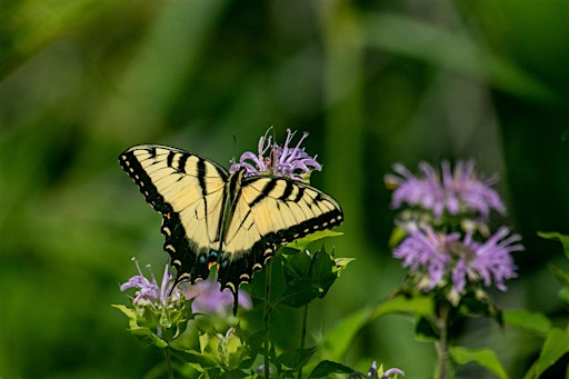 Butterflies of Summer | Floracliff Nature Sanctuary