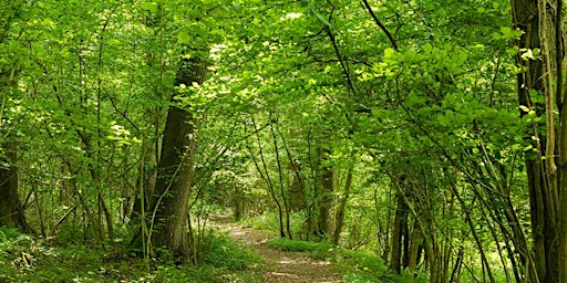 Guided Walk: Lea & Pagets Wood and Church Wood | Lea & Paget's Wood