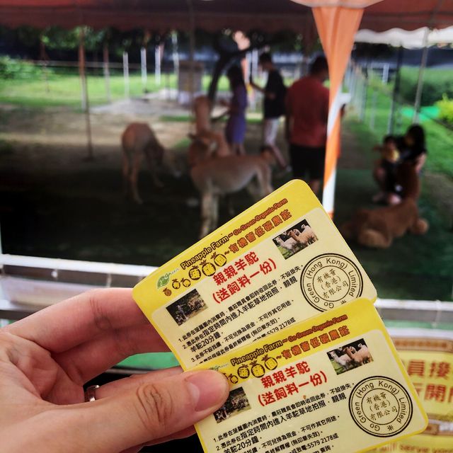 🦙可愛的草泥馬🦙