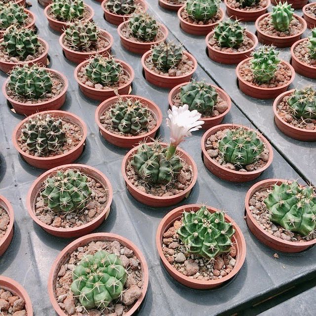 福祥仙人掌🌵多肉植物園-佔地超大、品種超多的多肉世界