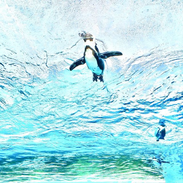 【東京】空飛ぶペンギン？！サンシャイン水族館🐧
