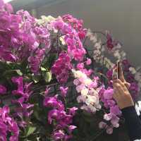 Calling Orchid Lovers! 
