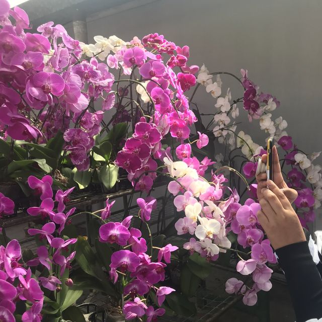 Calling Orchid Lovers! 
