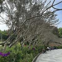 賞花攻略 大埔海濱公園