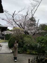 【神奈川・鎌倉】報国寺 竹林