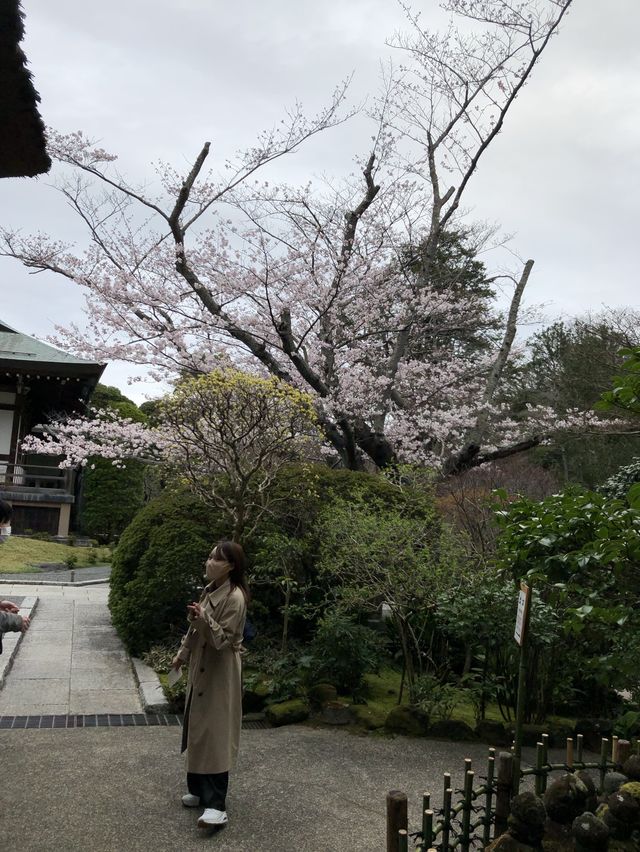 【神奈川・鎌倉】報国寺 竹林