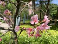 遊香港．將軍澳賞花好去處