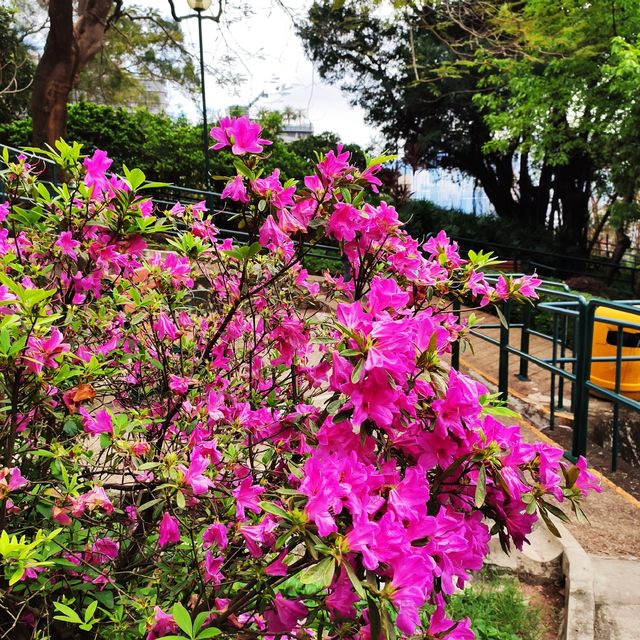✨訊號山花園✨｜尖沙咀清幽秘境+特色打卡紅磚訊號塔+涼亭賞花睇180度維港海景