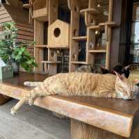 宜蘭縣礁溪鄉 寵物友善住宿推薦🐶🐱美嘉美大飯店！Cp 值超高 一泊四食的極度好享受！