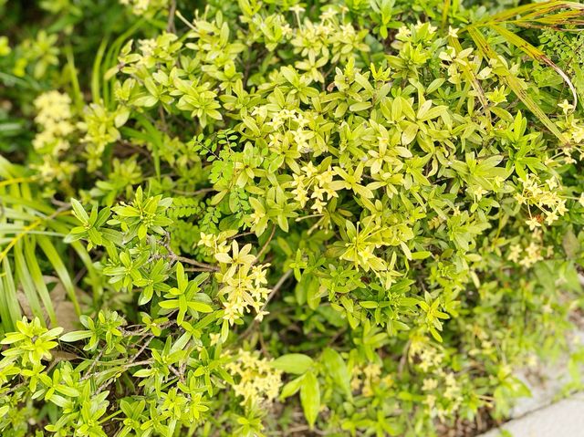 屯門海濱花園