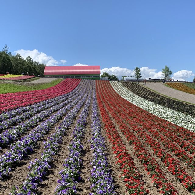 美瑛四季彩の丘　花のグラデーション🌸