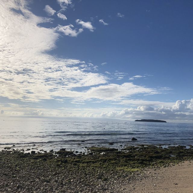 세부 오슬롭에서 고래상어와 수영을 🌊